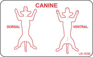 LR-163B Canine Dorsal Ventral